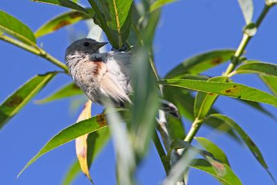  White-crowned Penduline Tit Remiz coronatus_MG_2380-111.jpg