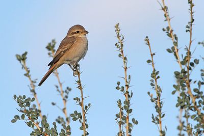 shrikes_lanius_srakoperji