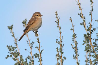 Isabelline shrike Lanius isabellinus bledi srakoper_MG_2674-111.jpg