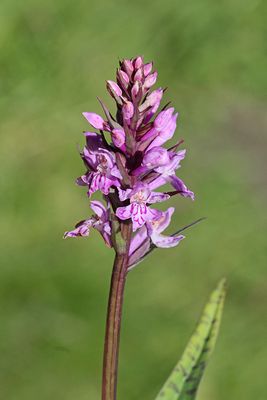 Western marsh orchid Dactylorhiza majalis majska prstasta kukavica_MG_0461-111.jpg