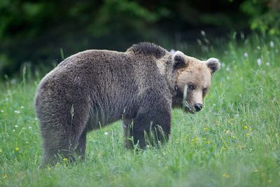 Brown bear Ursus arctos rjavi medved_MG_5920-111.jpg