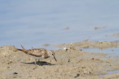 Temminck's stint Calidris temmincki Temnickov prodnik_MG_3132-111.jpg