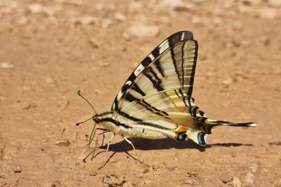 Swallowtail Papilio machaon lastovičar_20230629_135202-111.jpg
