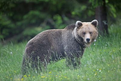 Brown bear Ursus arctos rjavi medved_MG_5947-111.jpg