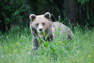 Brown bear Ursus arctos rjavi medved_MG_6051-111.jpg