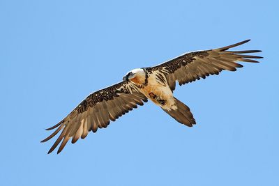 Bearded vulture Gypaetus barbatus brkati ser_MG_2596.-111.jpg