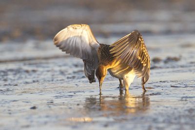 Ruff Philomachus pugnax togotnik_MG_46601-111.jpg