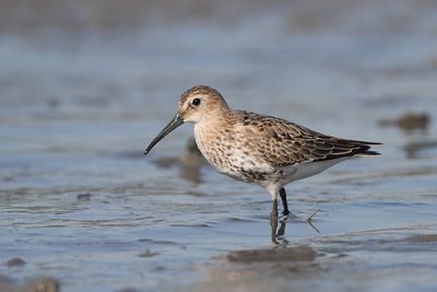 Dunlin Calidris alpina spremenljivi prodnik_MG_4866-111.jpg