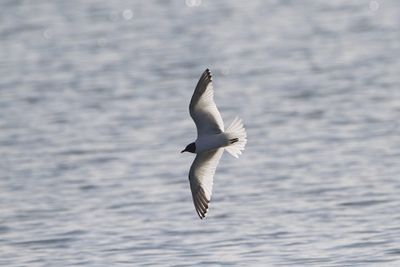 Sabine's gull Xema sabini lastovičji galeb_MG_5036-111.jpg