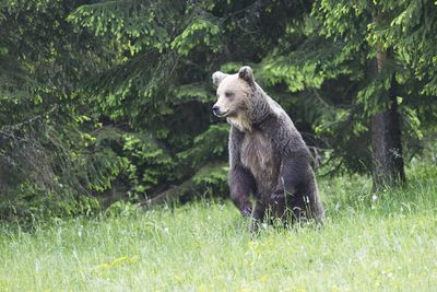 Brown bear Ursus arctos rjavi medved_MG_4386-111.jpg