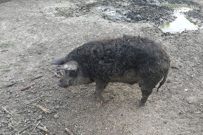 Pig sort of mangulitsa praič mangulica_IMG_20180624_171118-111.jpg