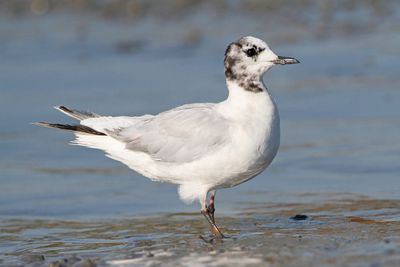 Little gull Hydrocoloeus minutus mali galeb_MG_4765-111.jpg