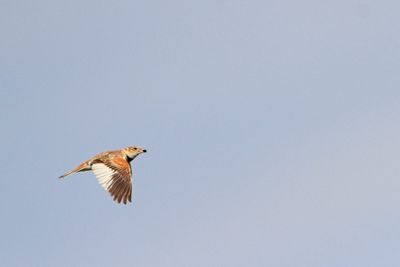 Mongolian lark Melanocorypha mongolica mongolski krjanec_MG_3577-111.jpg