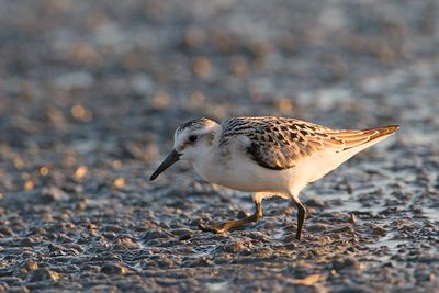 Sanderling Calidris alba pečenec_MG_4719-111.jpg