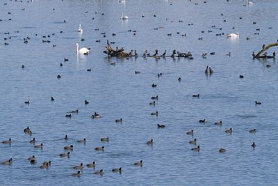 Coots Fulica atra črna liska_MG_3723-111.jpg