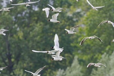 Gulls halebi_MG_4234-111.jpg