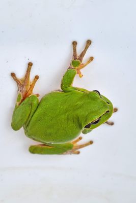 European tree frog Hyla arborea zelena rega_20230417_121828-111.jpg