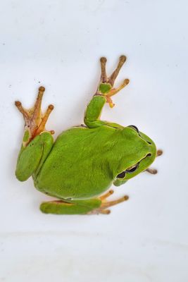 european_tree_frog_hyla_arborea