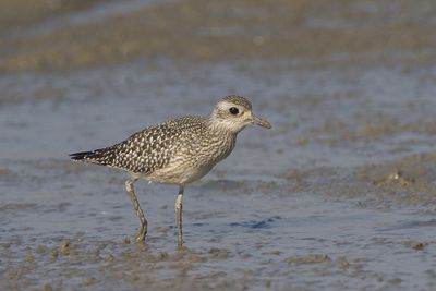 Grey plover Pluvialis squatarola črna prosenka_MG_4992-111.jpg