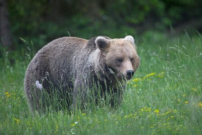 Brown bear Ursus arctos rjavi medved_MG_59551-111.jpg