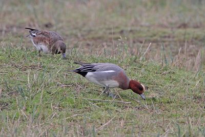 Wigeon Anas penelope vigavka_MG_5070-111.jpg