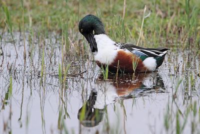 Northern shoveler Anas clypeata raca ličarica_MG_5130-111.jpg