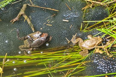 Mating common frogs and toad sekulje in krastača_20230323_103905-111.jpg