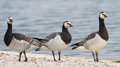 Barnacle goose Branta leucopis belolična gos_MG_5208-111.jpg