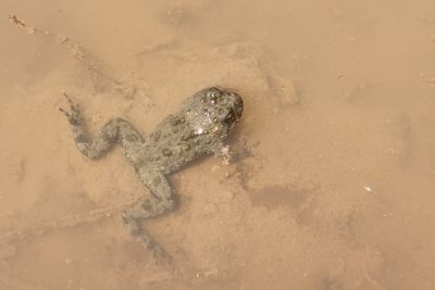 Yellow-bellied toad Bombina variegata hribski urh_20230728_130929-111.jpg