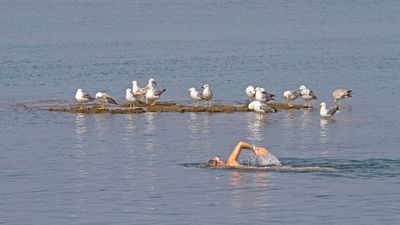 A swimmer and observers plavalec in galebi_MG_4454-111.jpg