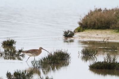 waders