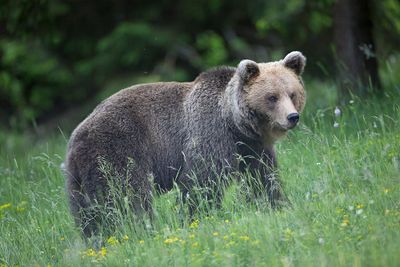 Brown bear Ursus arctos rjavi medved_MG_5941-111.jpg