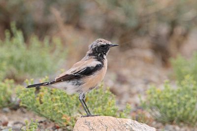Desert wheatear Oenanthe deserti puščavski kupčar_MG_2969-111.jpg