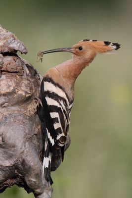 hoopoe_upupa_epops_smrdokavra