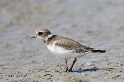 ringed_plover_charadrius_hiaticula