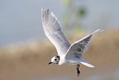 Little gull Hydrocoloeus minutus mali galeb_MG_4815-111.jpg
