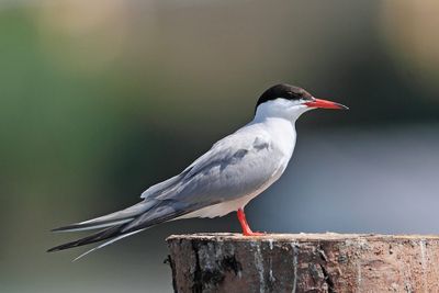 Common tern Sterna hirundo navadna čigra_MG_8098-111.jpg