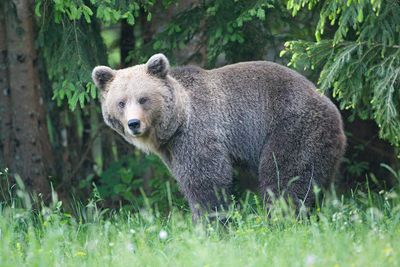 Brown bear Ursus arctos rjavi medved_MG_6030-111.jpg