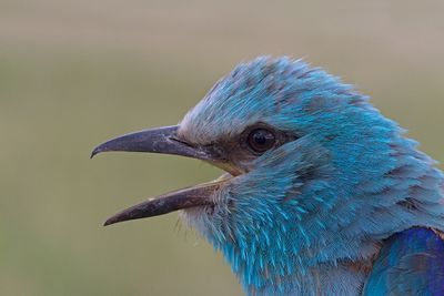 European roller Coracias garrulus zlatovranka_MG_3404-111.jpg