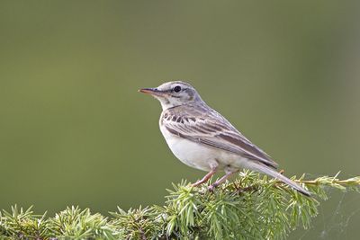 Tawny pipit Anthus campestris rjava cipa_MG_1275-111.jpg