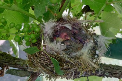 Serin nest gnezdo grilčka_IMG_20200612_154208-111.jpg