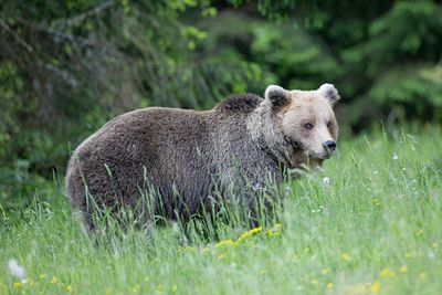 Brown bear Ursus arctos rjavi medved_MG_5931-111.jpg