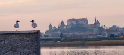ptuj