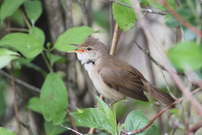 Eurasian reed warbler Acrocephalus scirpaceus srpična trstnica_MG_5430-111.JPG