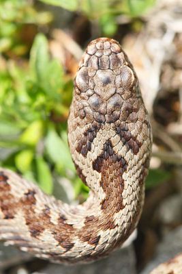 European adder Vipera berus navadni gad_MG_08021-111.jpg