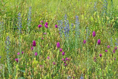 Meadow travnik_MG_5872-111.jpg