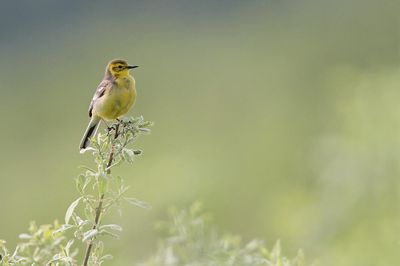 wagtails_motacilla_pastirice