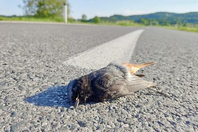 Dead on the road smrt na cesti_IMG_20200521_182608-111.jpg