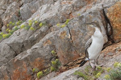 shag_phalacrocorax_aristotelis