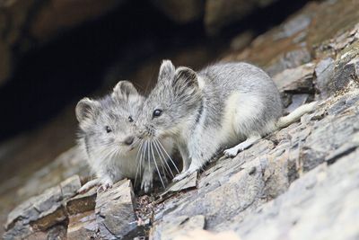 Mongolian silver vole Alticola semicanus_MG_8340-111.jpg